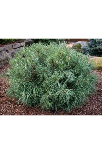 Pinus strobus Squigles в саду